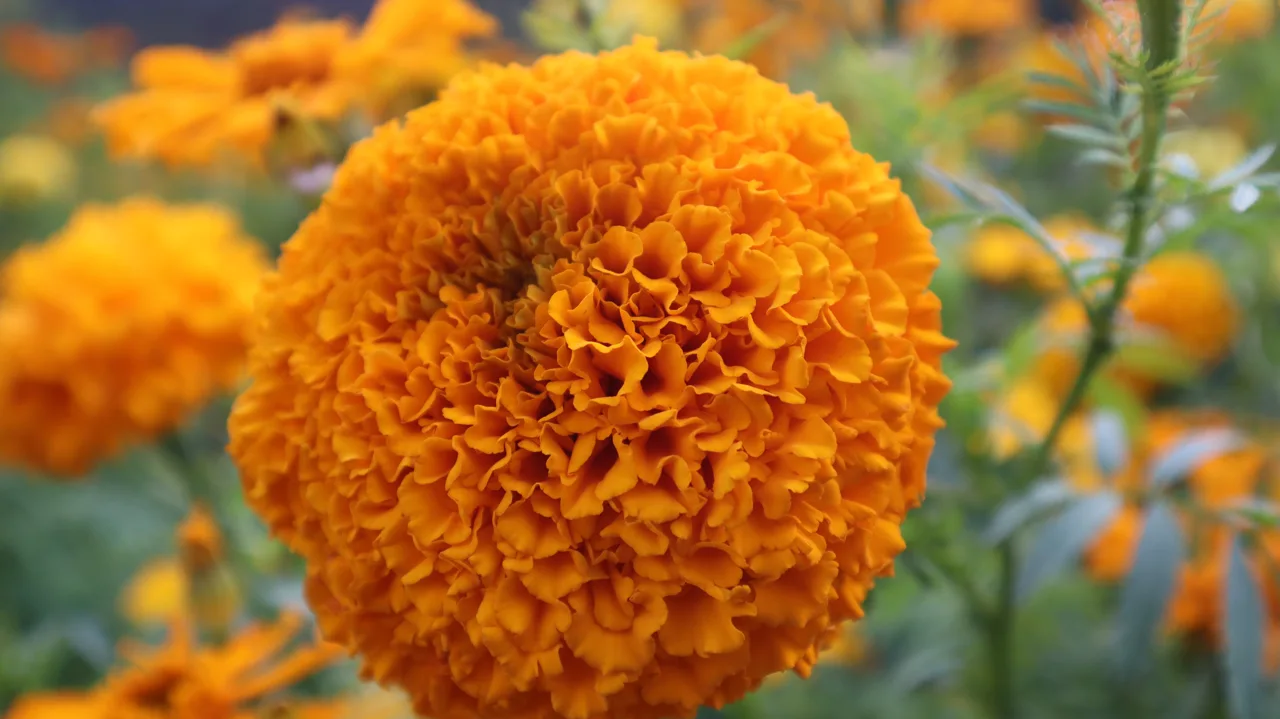 Flor de cempasúchil en primer plano