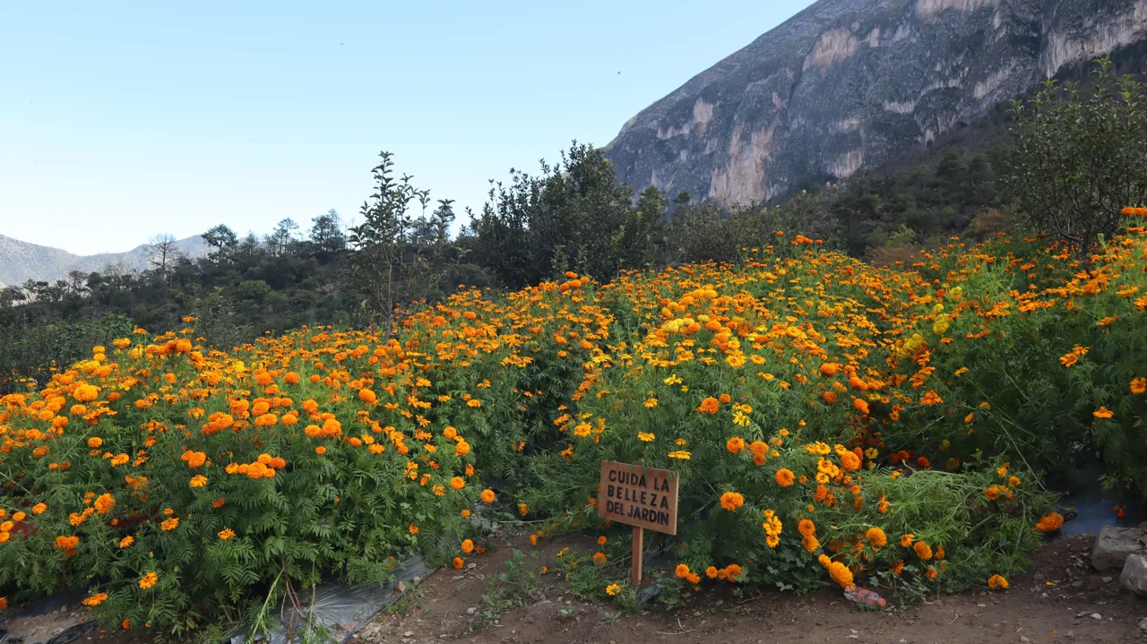 Jardín de cempasúchil de El Venadito rodeado de montañas