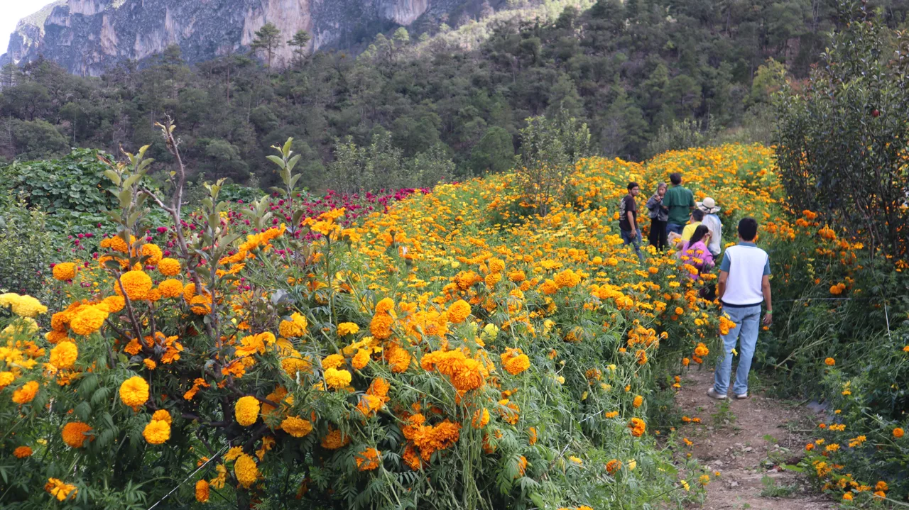 Visitantes recorren senderos entre flores y montañas