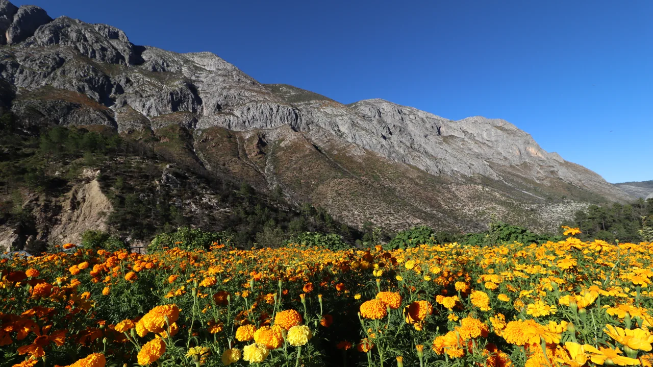Cempasúchil y montañas de Santiago